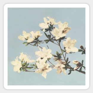 Vintage Japanese print of azaleas Sticker